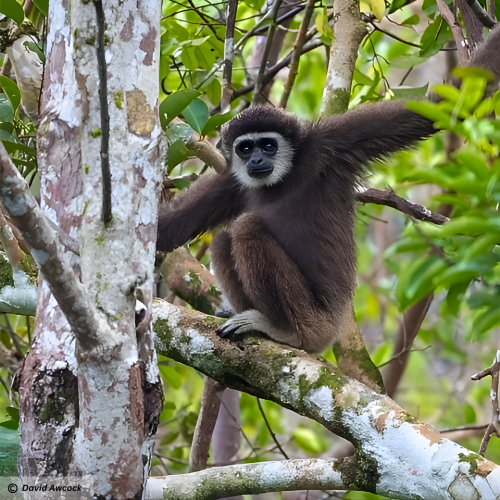 White-handed Gibbon (Hylobates lar)