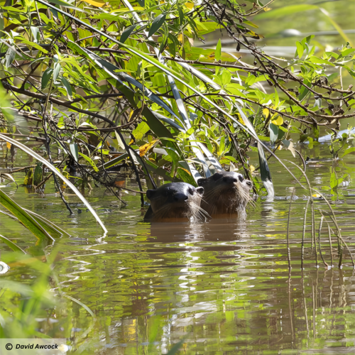 Smooth-coated Otter (Lutrogale perspicillata)