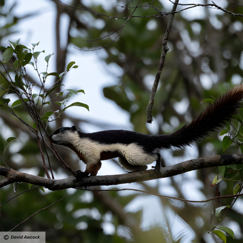 Giant squirrel (Ratufa bicolor)