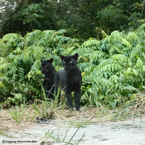 Indochinese leopard (Panthera pardus delacouri)