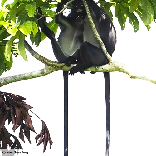 Raffles' banded langur (Presbytis femoralis)