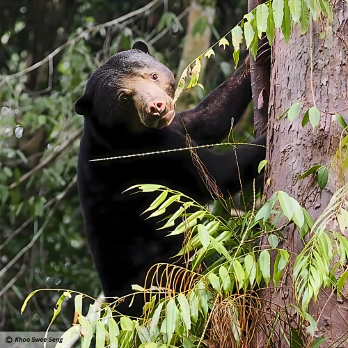 Sun Bear (Helarctos malayanus)