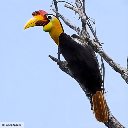 Wrinkled hornbill (Rhabdotorrhinus corrugatus)