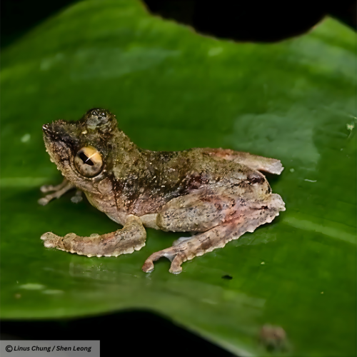 Frilled Tree Frog (Kurixalus chaseni)