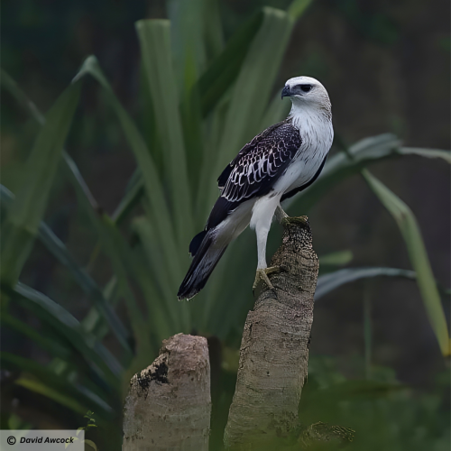 Changeable Hawk-eagle  (Nisaetus cirrhatus)