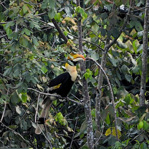 Great Hornbill  (Buceros bicornis)