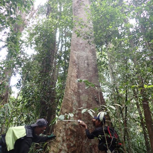 Forest inventory and tree measurement conducted to support carbon stock assessment and restoration planning.