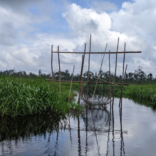 Traditional Orang Asli fish trap demonstrating sustainable use of peatland waterways and local ecological knowledge.